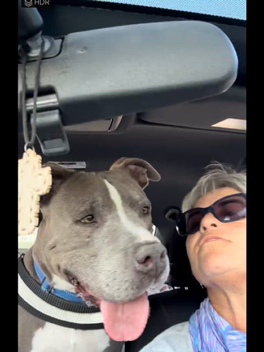 Enlarge NANI, a Adoptable mixed breed in Thousand Oaks, CA video 2/6