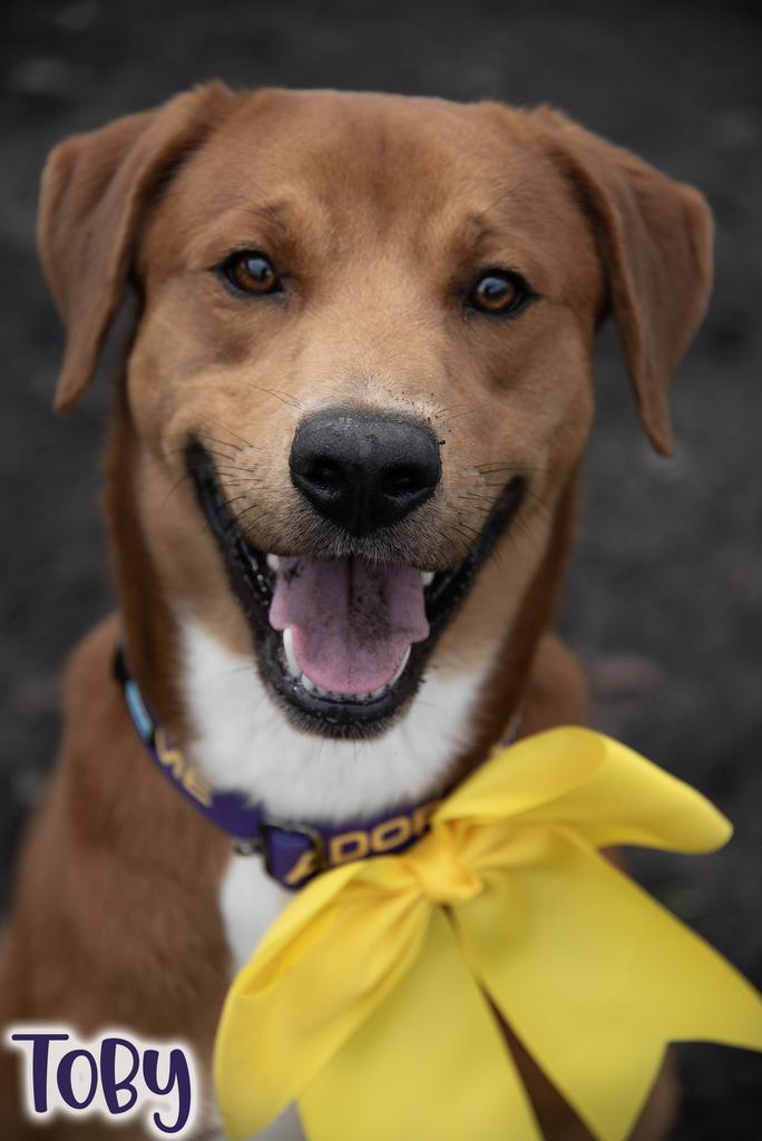 Enlarge Toby, a Adoptable mixed breed in Livingston, LA image 1/3