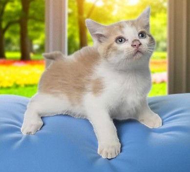 Enlarge Grunkle Stan, a Adopted Domestic Short Hair in Sullivan, IN image 1/1