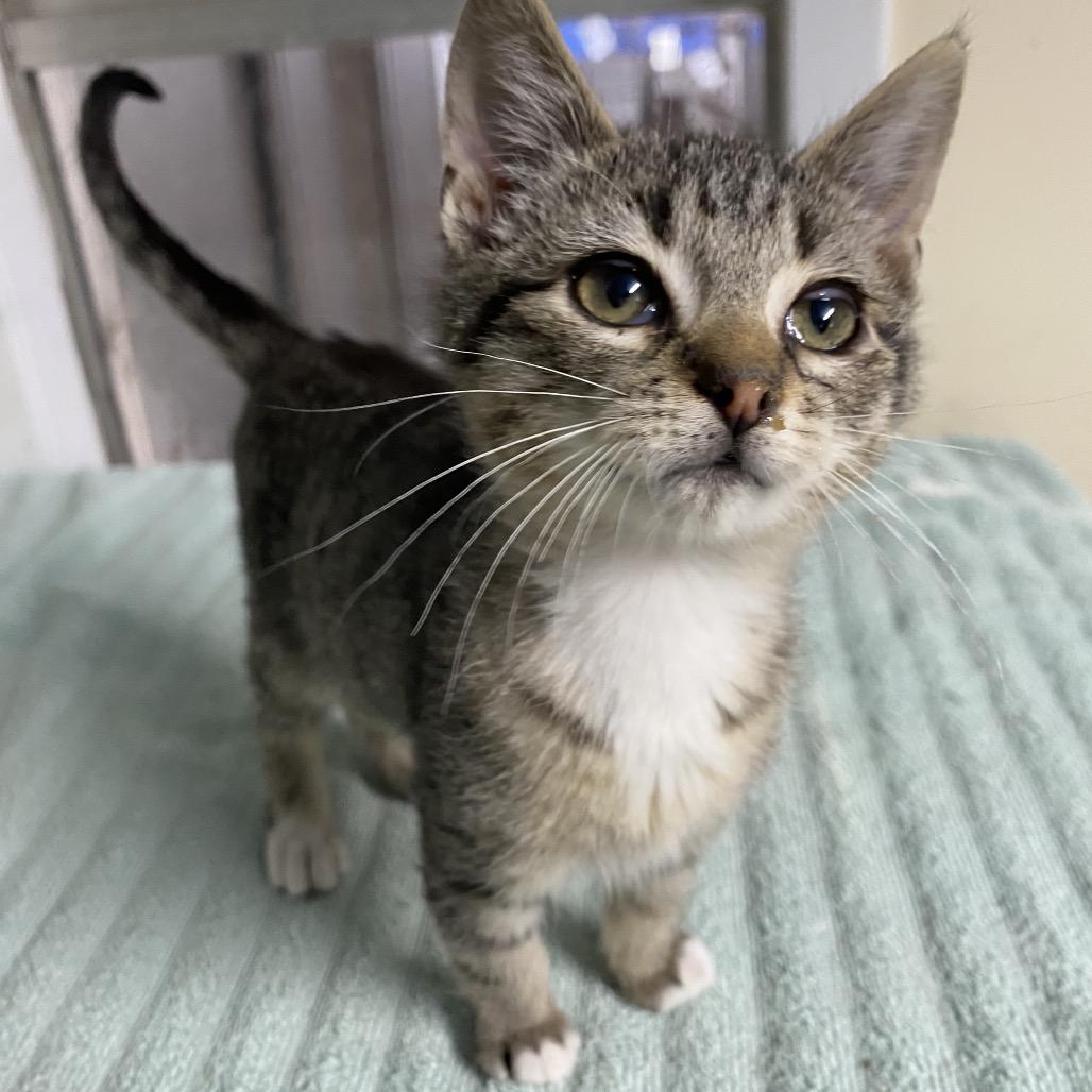 Dewey, a Adoptable mixed breed in West Point, MS image 2/2