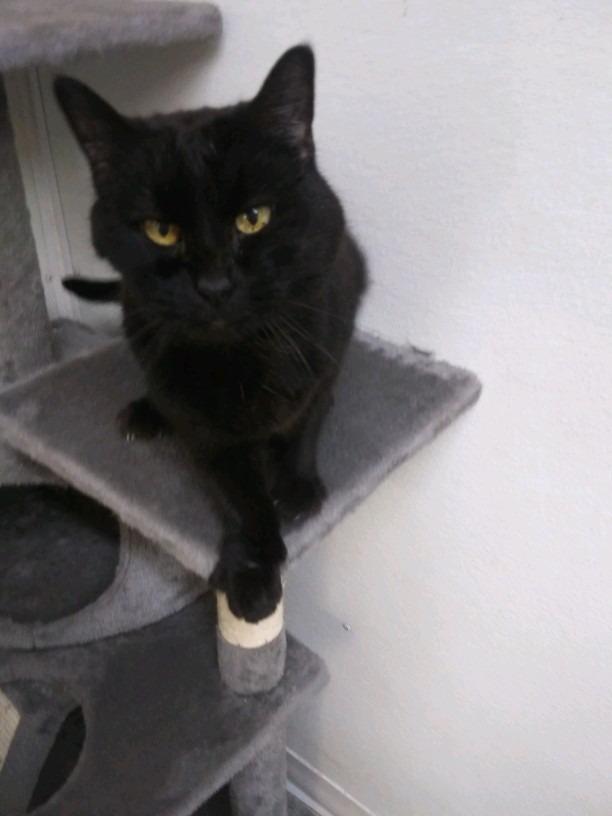 Mickie, Adoptable, Senior Female Domestic Short Hair.