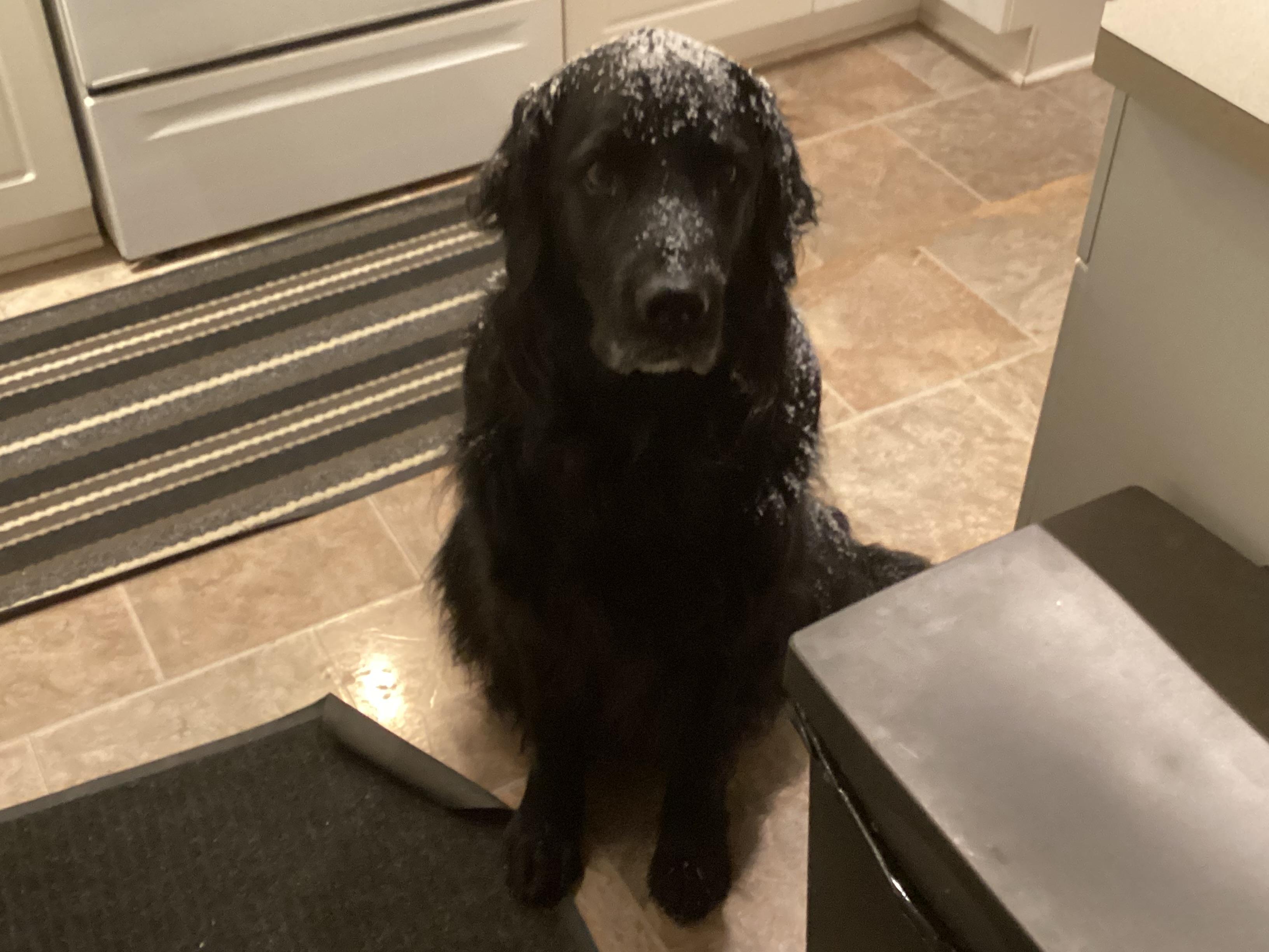 Enlarge Leon, an adopted mixed breed in Calgary, AB image 2/6