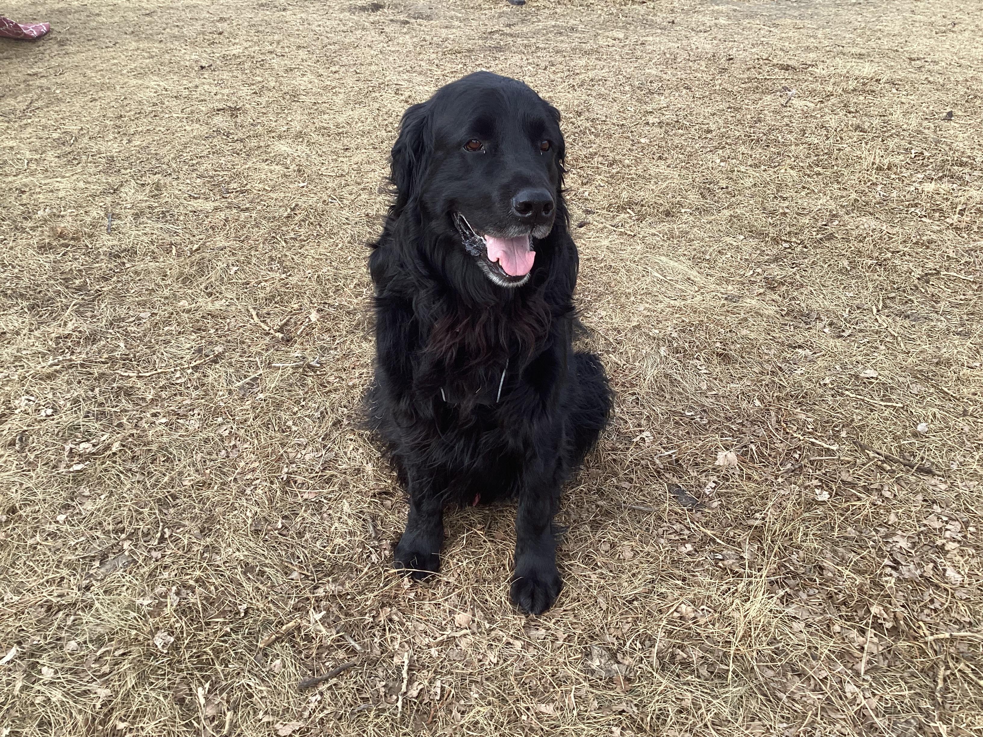 Enlarge Leon, an adopted mixed breed in Calgary, AB image 4/6
