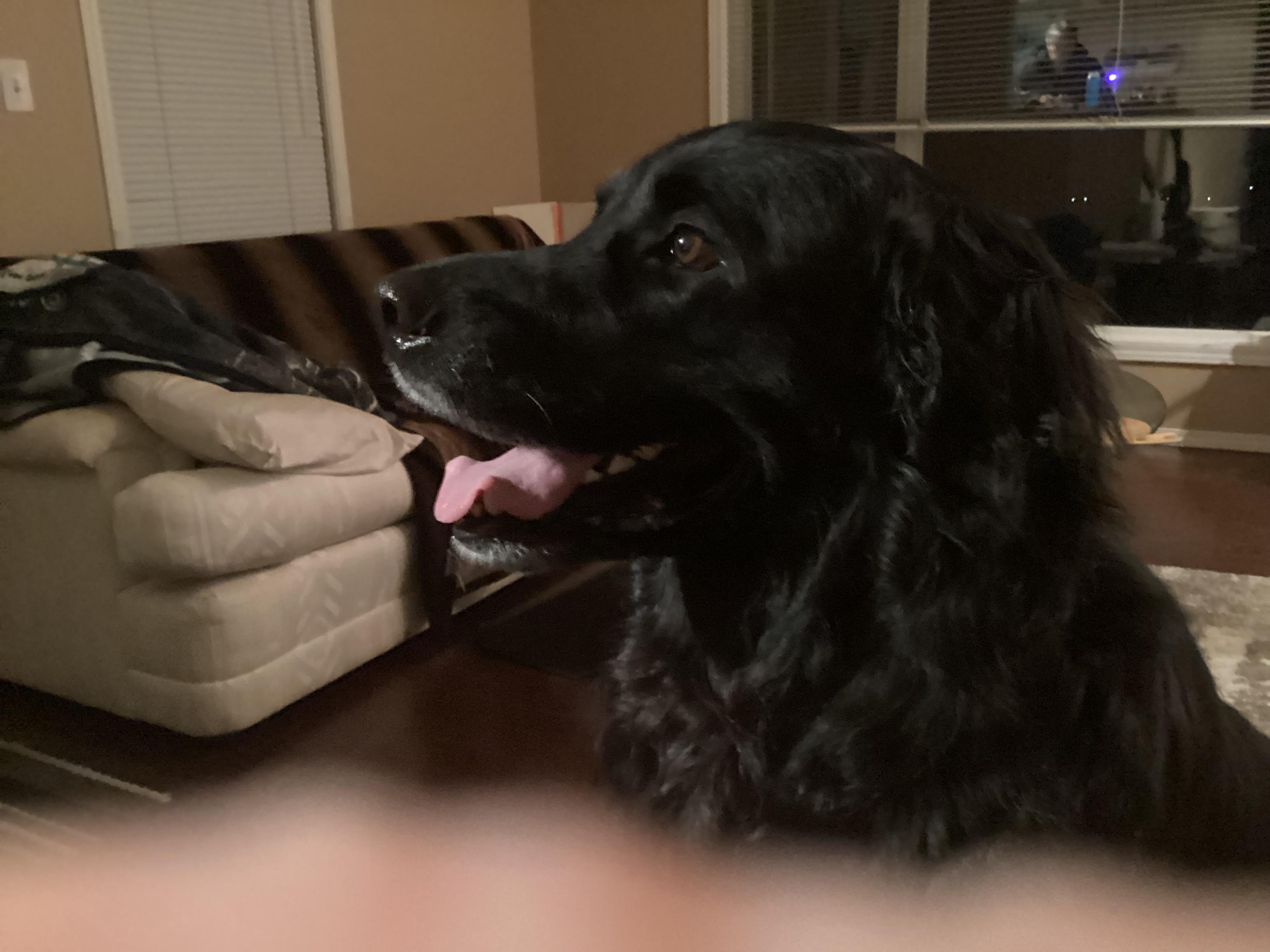 Enlarge Leon, an adopted mixed breed in Calgary, AB image 3/6