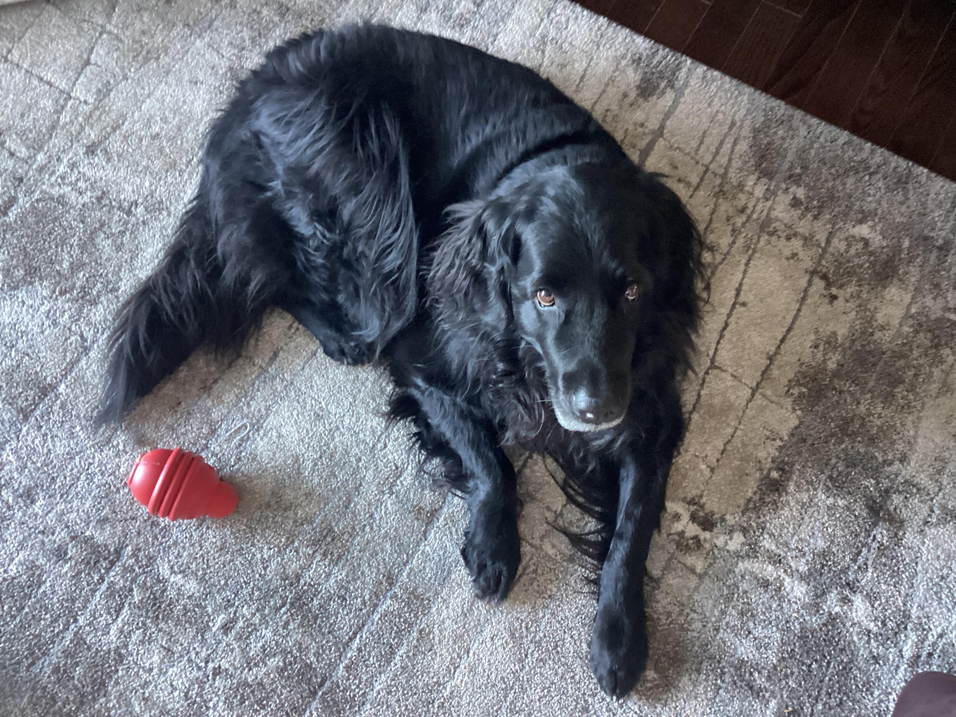 Leon, adopted, Adult Male Labrador Retriever.