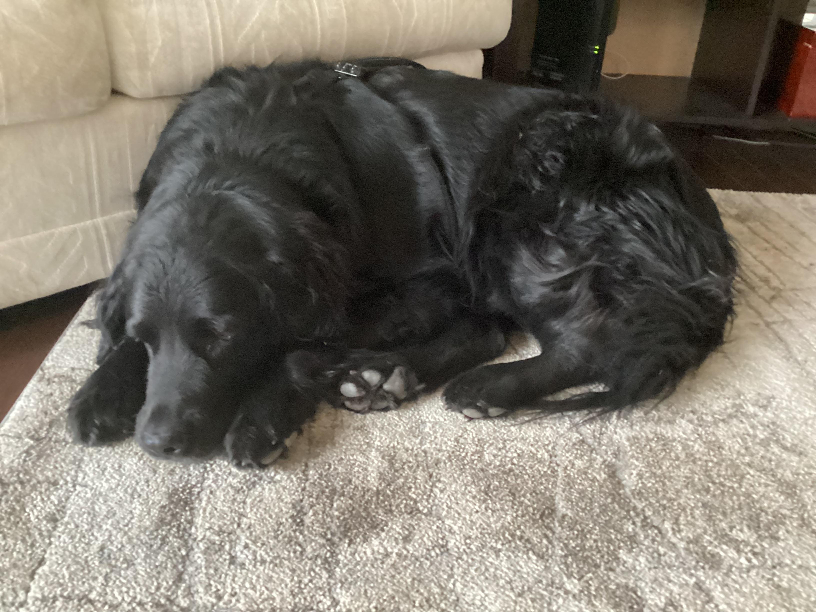 Enlarge Leon, an adopted mixed breed in Calgary, AB image 5/6