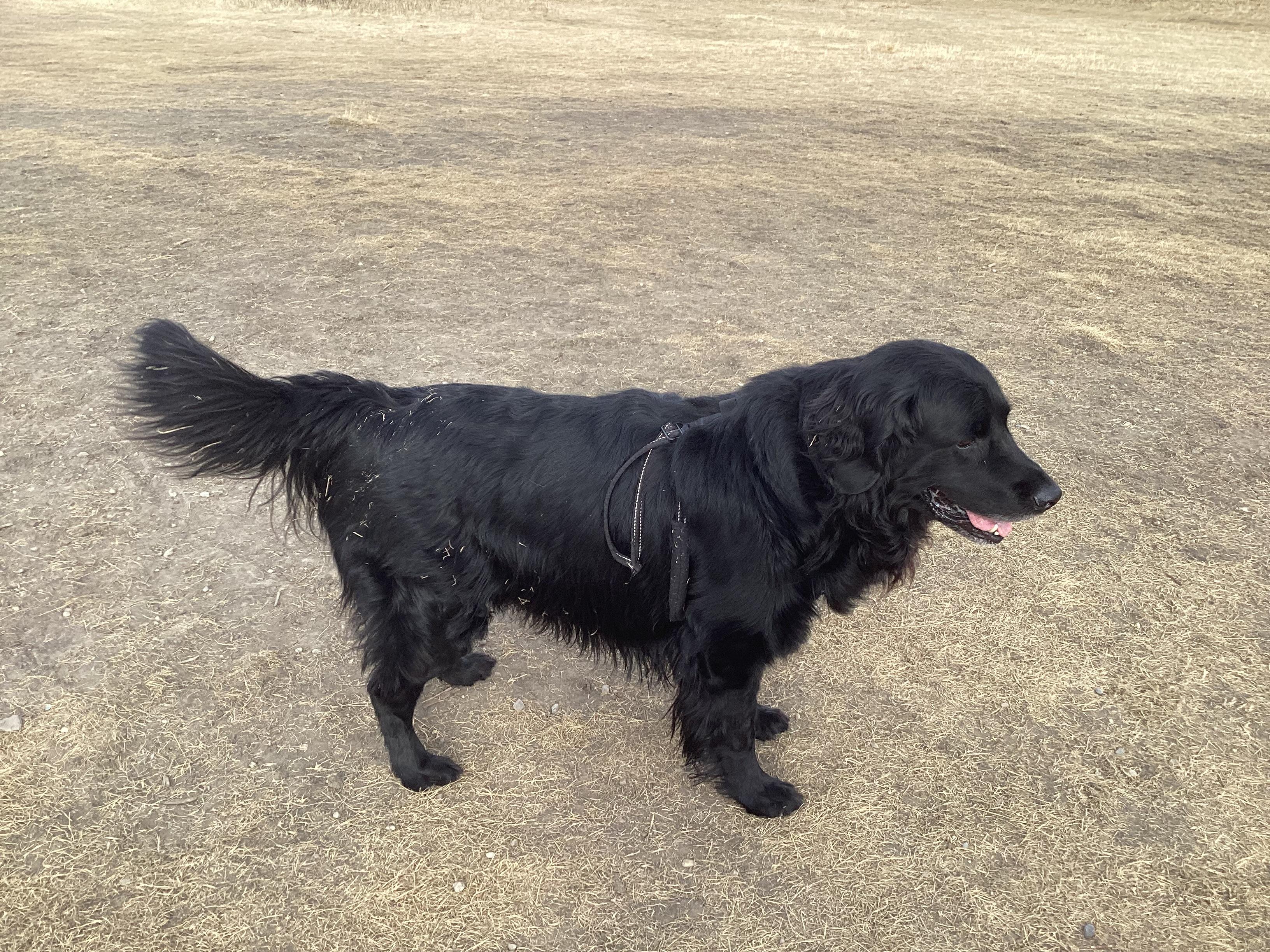 Enlarge Leon, an adopted mixed breed in Calgary, AB image 6/6