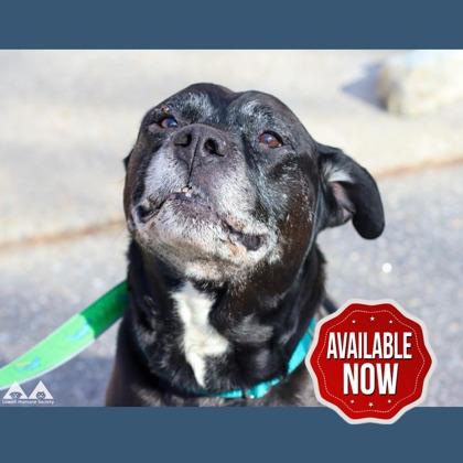 Enlarge Shadow, a Adoptable mixed breed in Lowell, MA image 1/3