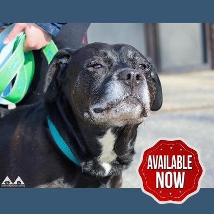 Enlarge Shadow, a Adoptable mixed breed in Lowell, MA image 2/3