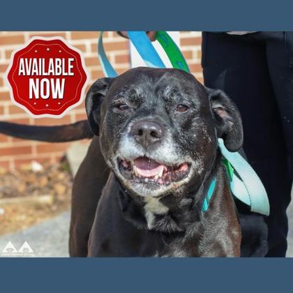 Enlarge Shadow, a Adoptable mixed breed in Lowell, MA image 3/3