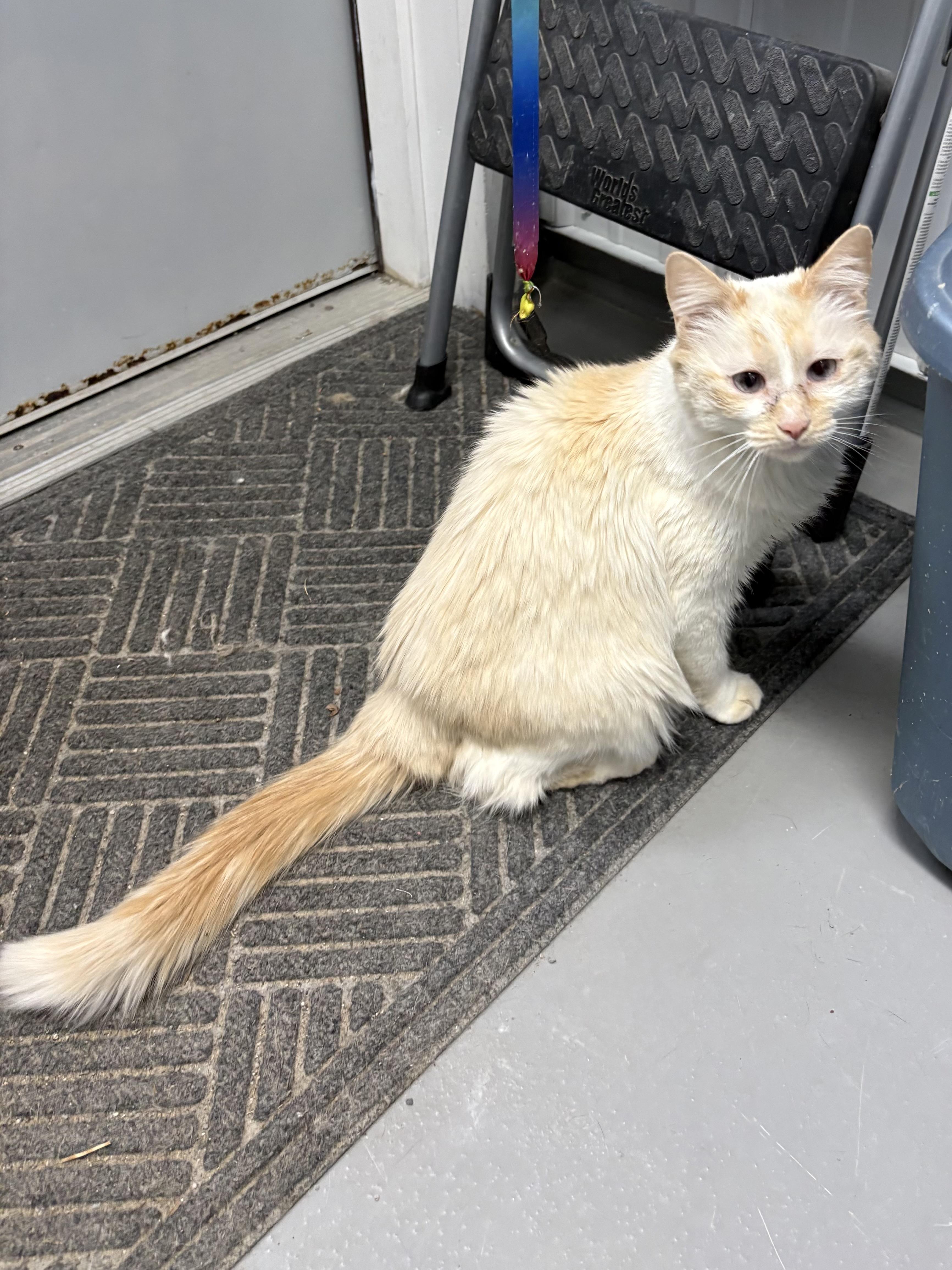 Enlarge Whitney, a ADOPTABLE American Shorthair in Big Rapids, MI image 3/4