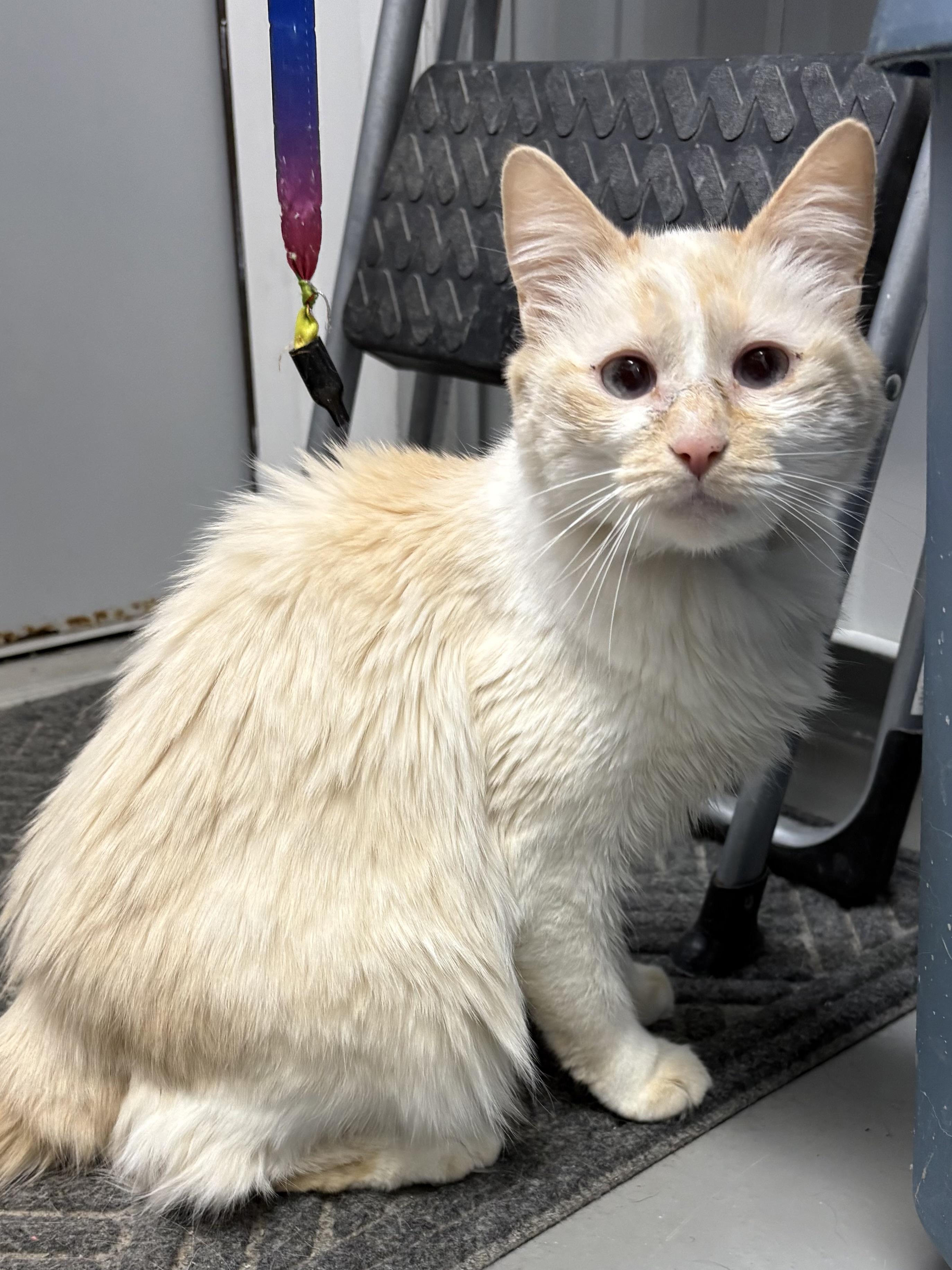 Whitney, ADOPTABLE, Adult Female American Shorthair.