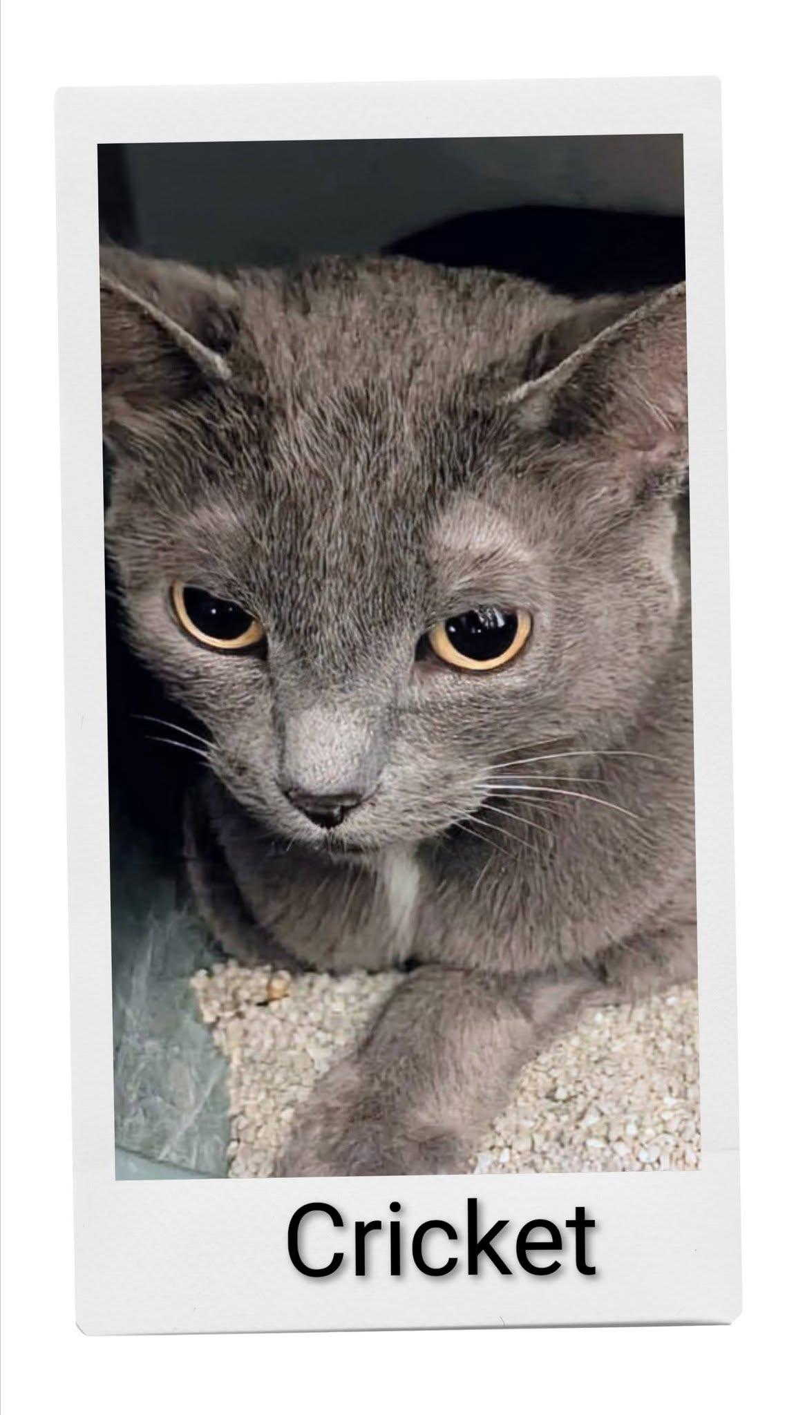 Cricket, Adopted, Young Female Domestic Short Hair.