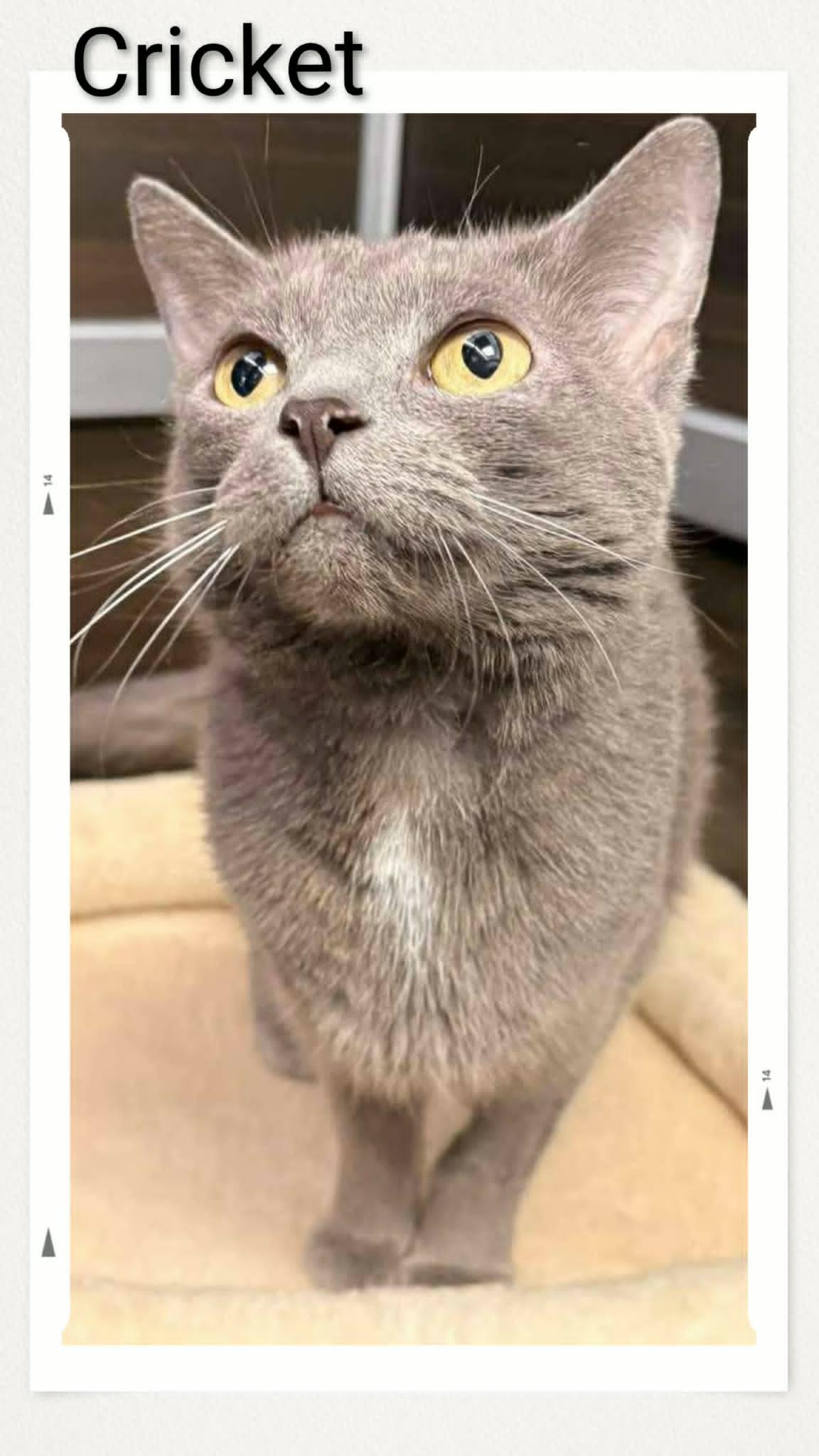 Cricket, a Adopted Domestic Short Hair in Caistor Centre, ON image 2/2