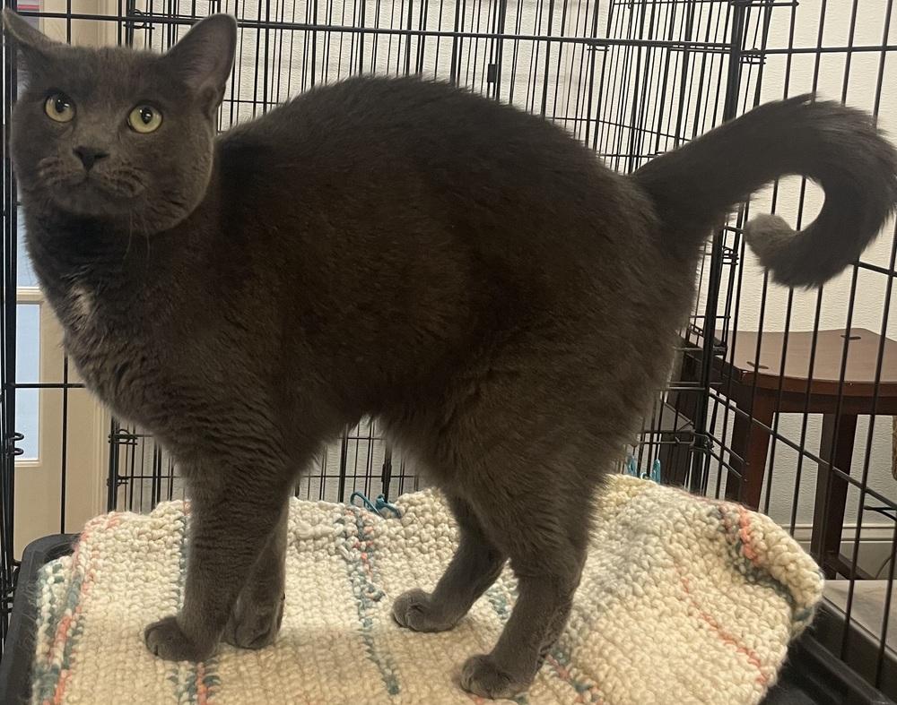 THUNDER, a Adoptable mixed breed in Southbury, CT image 1/6