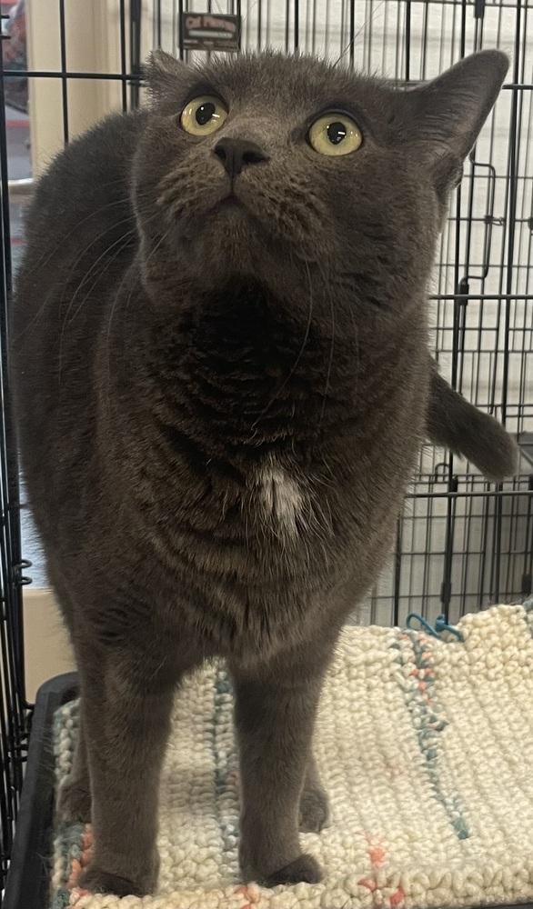 THUNDER, a Adoptable mixed breed in Southbury, CT image 2/6