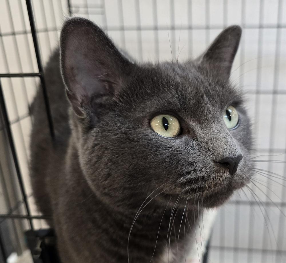 THUNDER, a Adoptable mixed breed in Southbury, CT image 5/6