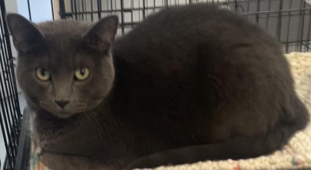 THUNDER, a Adoptable mixed breed in Southbury, CT image 6/6
