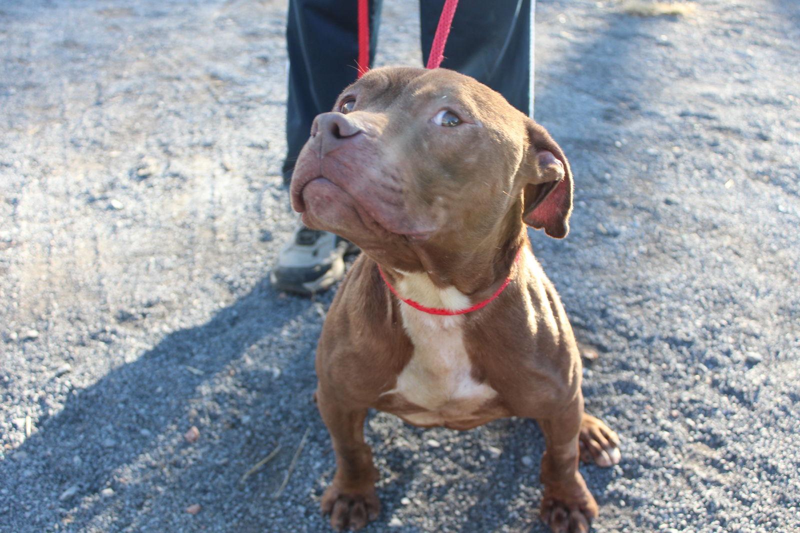 Hot dog Trooper, Adoptable, Adult Male Pit Bull Terrier.