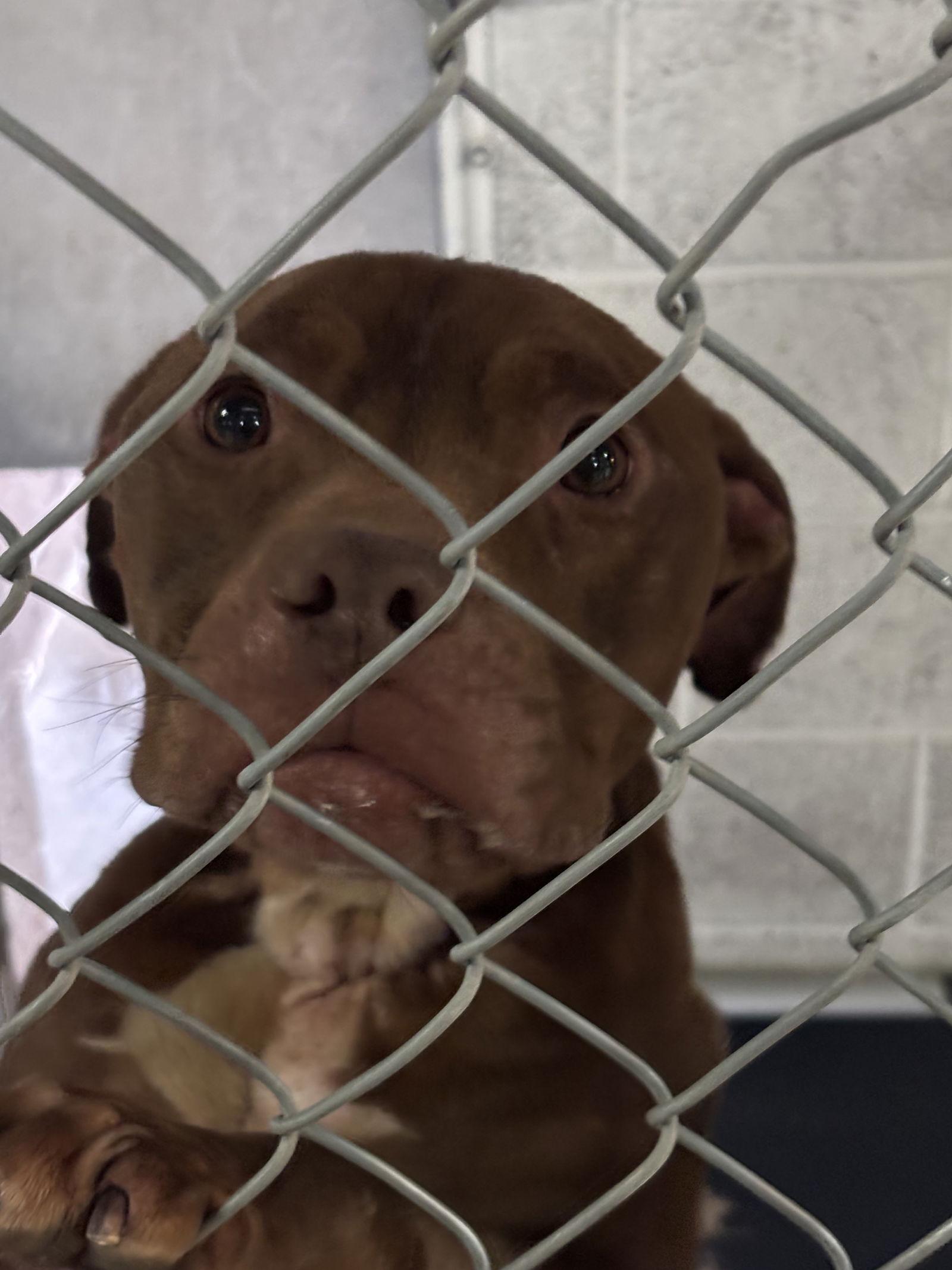 Enlarge Hot dog Trooper, a Adopted Pit Bull Terrier in Las Vegas, NM image 2/2