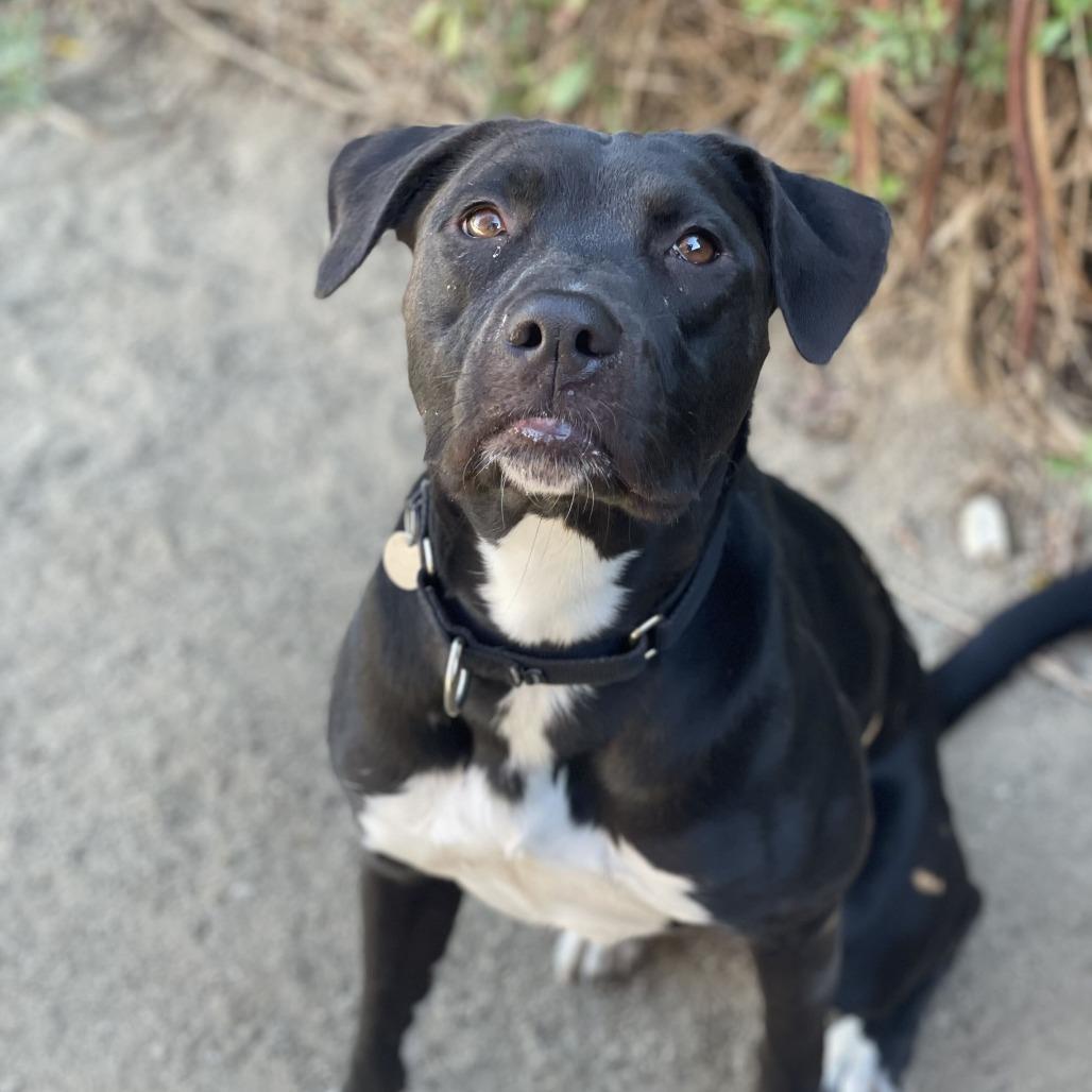 Sami, Adoptable, Adult Female Pit Bull Terrier & Mixed Breed.