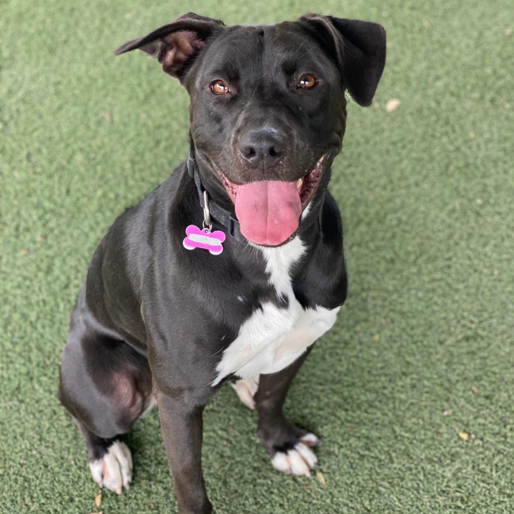 Enlarge Sami, a Adoptable mixed breed in Riverside, CA image 2/6
