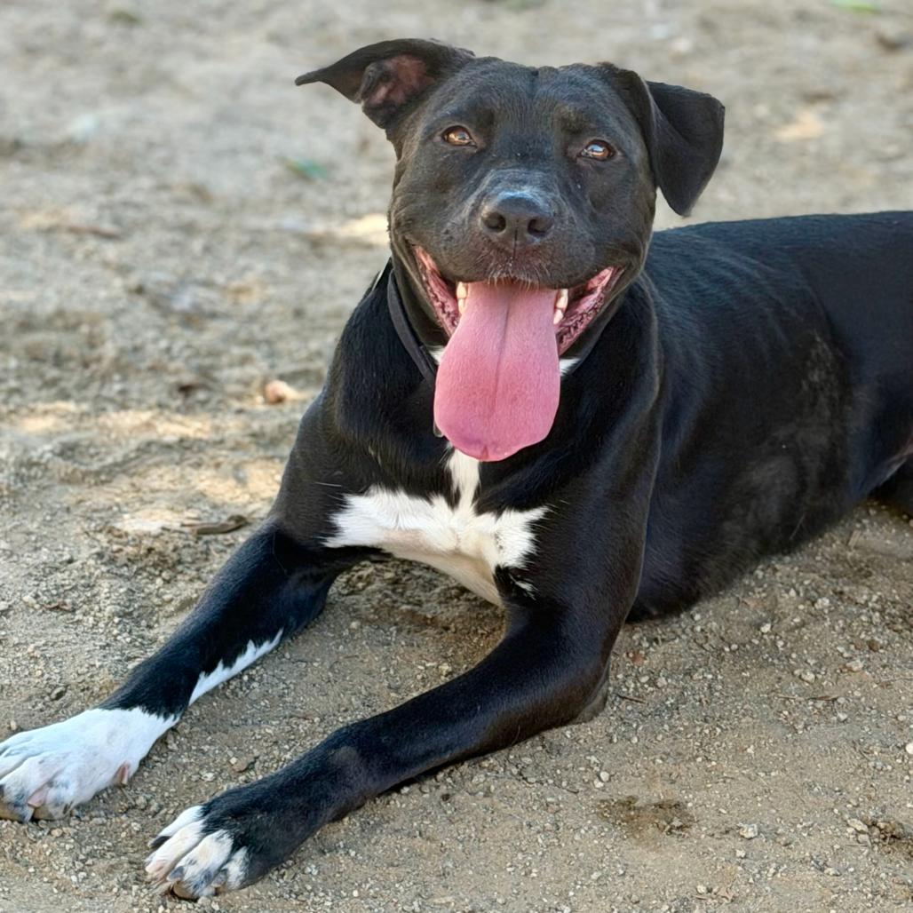 Enlarge Sami, a Adoptable mixed breed in Riverside, CA image 2/5