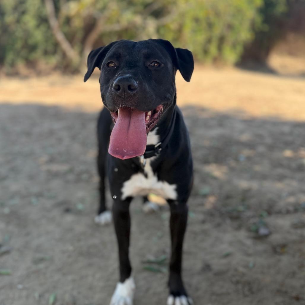 Enlarge Sami, a Adoptable mixed breed in Riverside, CA image 3/5