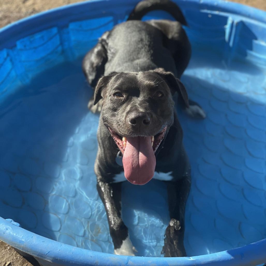 Enlarge Sami, a Adoptable mixed breed in Riverside, CA image 4/5
