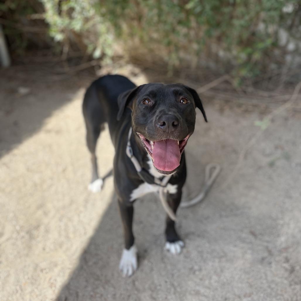 Enlarge Sami, a Adoptable mixed breed in Riverside, CA image 5/5