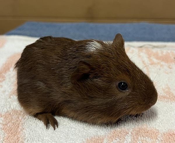 Pecan Pie, Adoptable, Baby Female Guinea Pig.