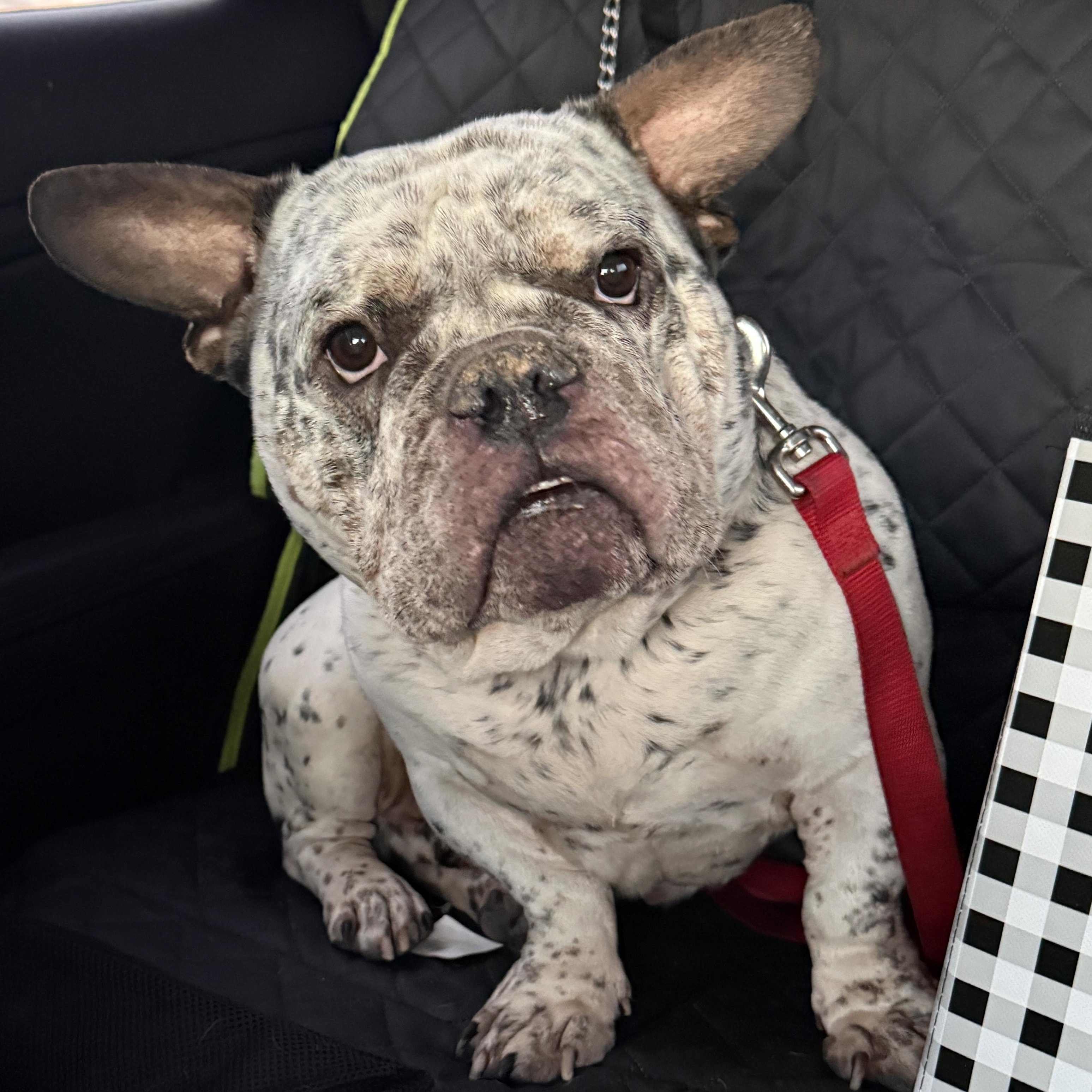 Enlarge Gouda , a ADOPTABLE American Bully in Deltona, FL image 4/4