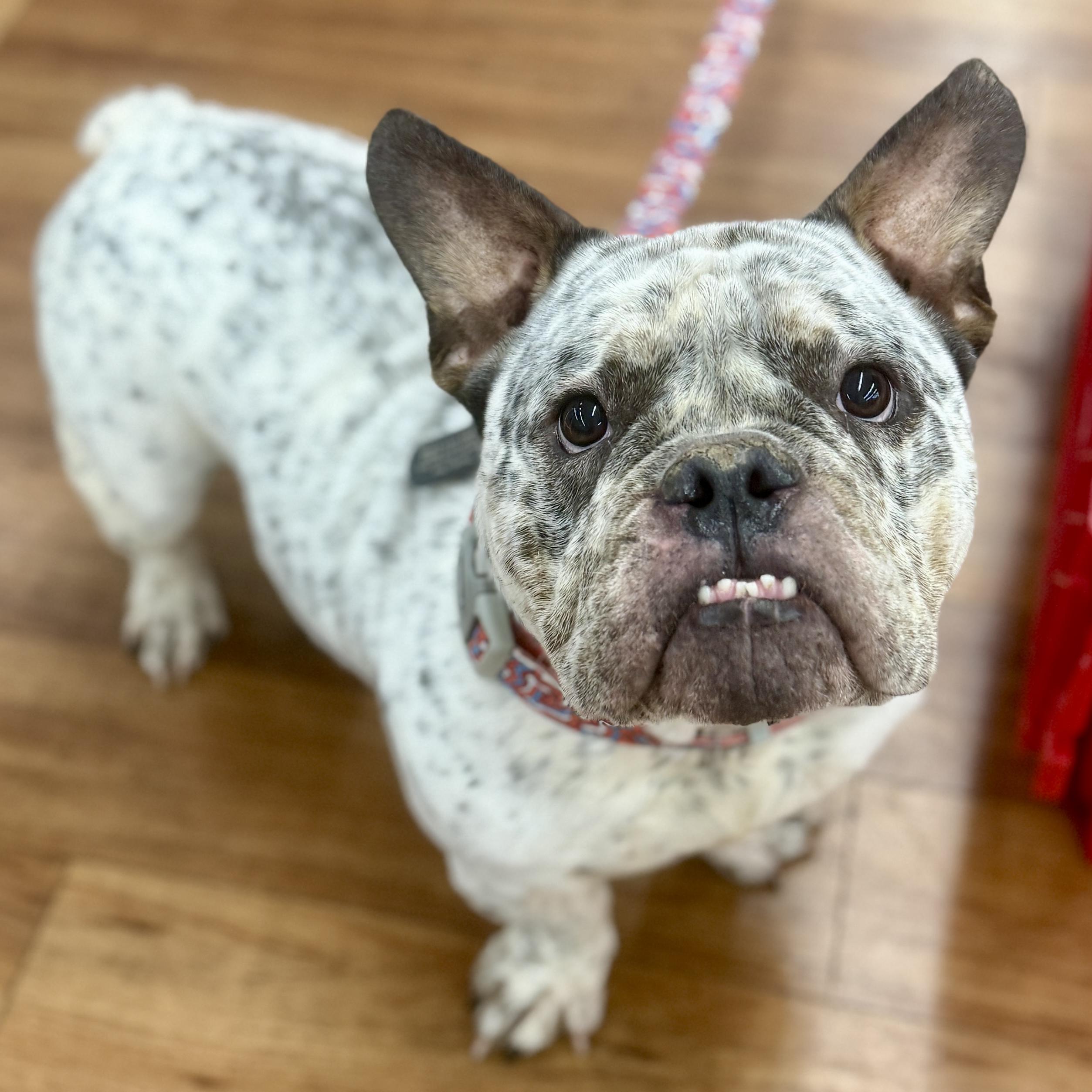 Gouda , ADOPTABLE, Adult Male American Bully.