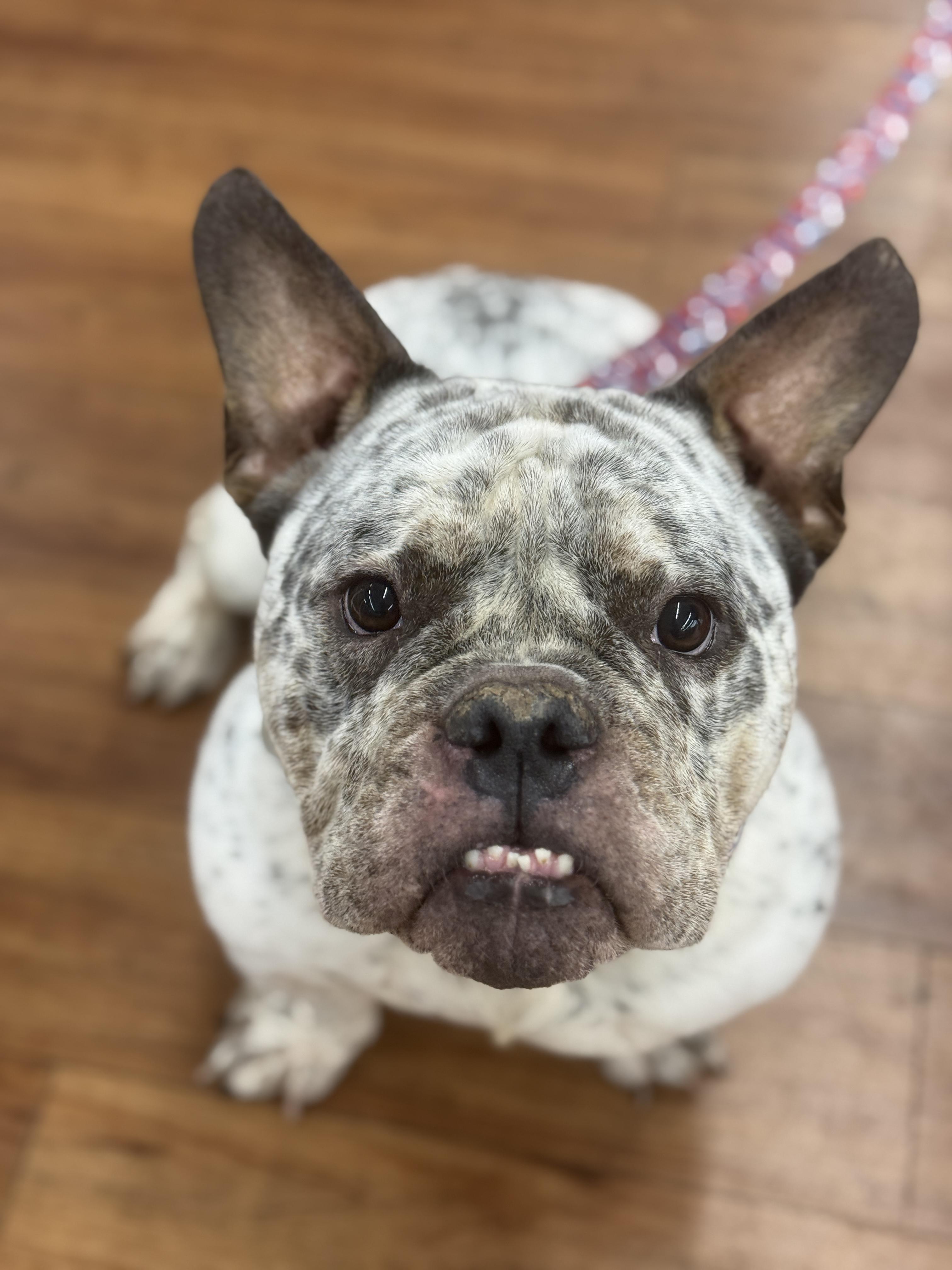 Enlarge Gouda , a ADOPTABLE American Bully in Deltona, FL image 2/4