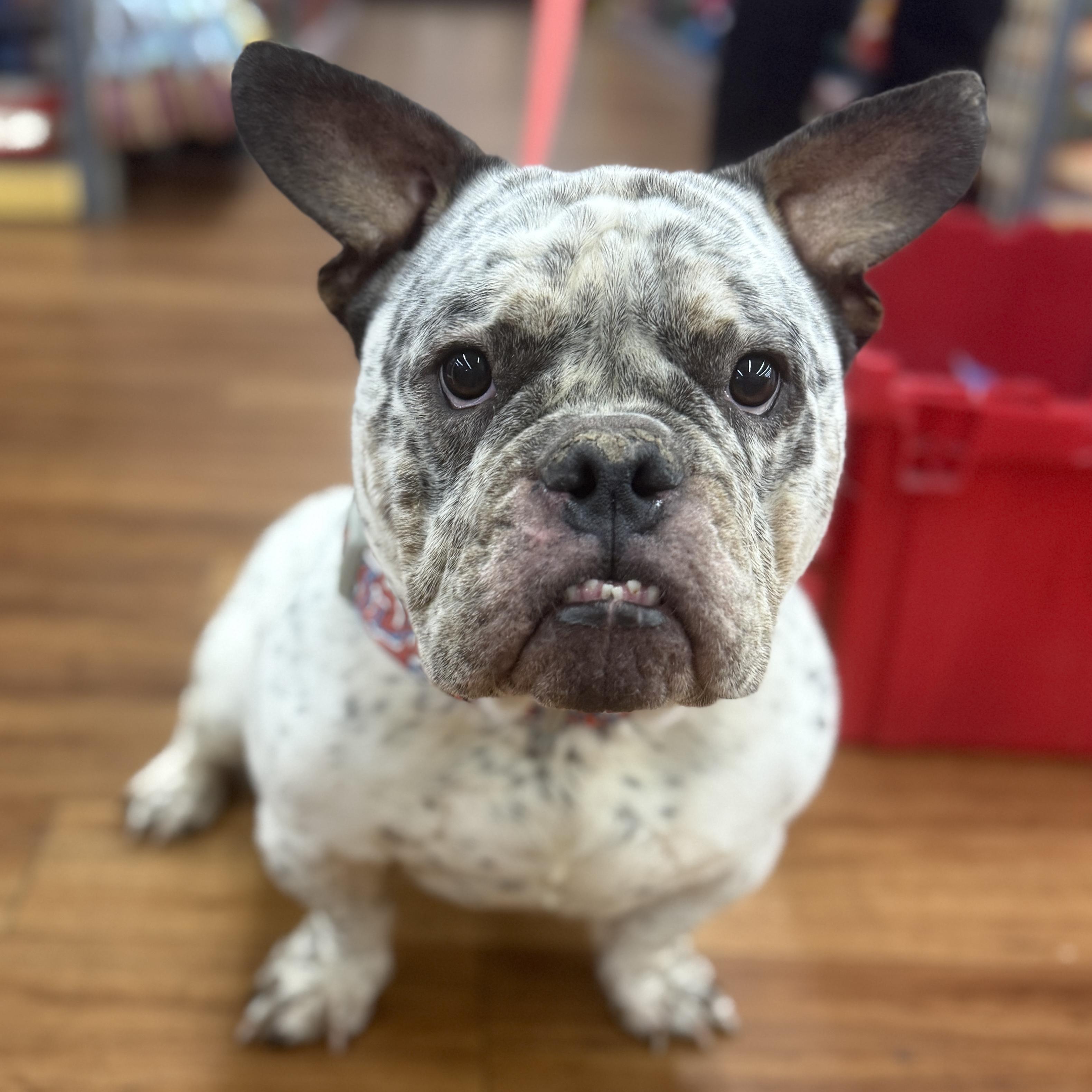 Enlarge Gouda , a ADOPTABLE American Bully in Deltona, FL image 3/4