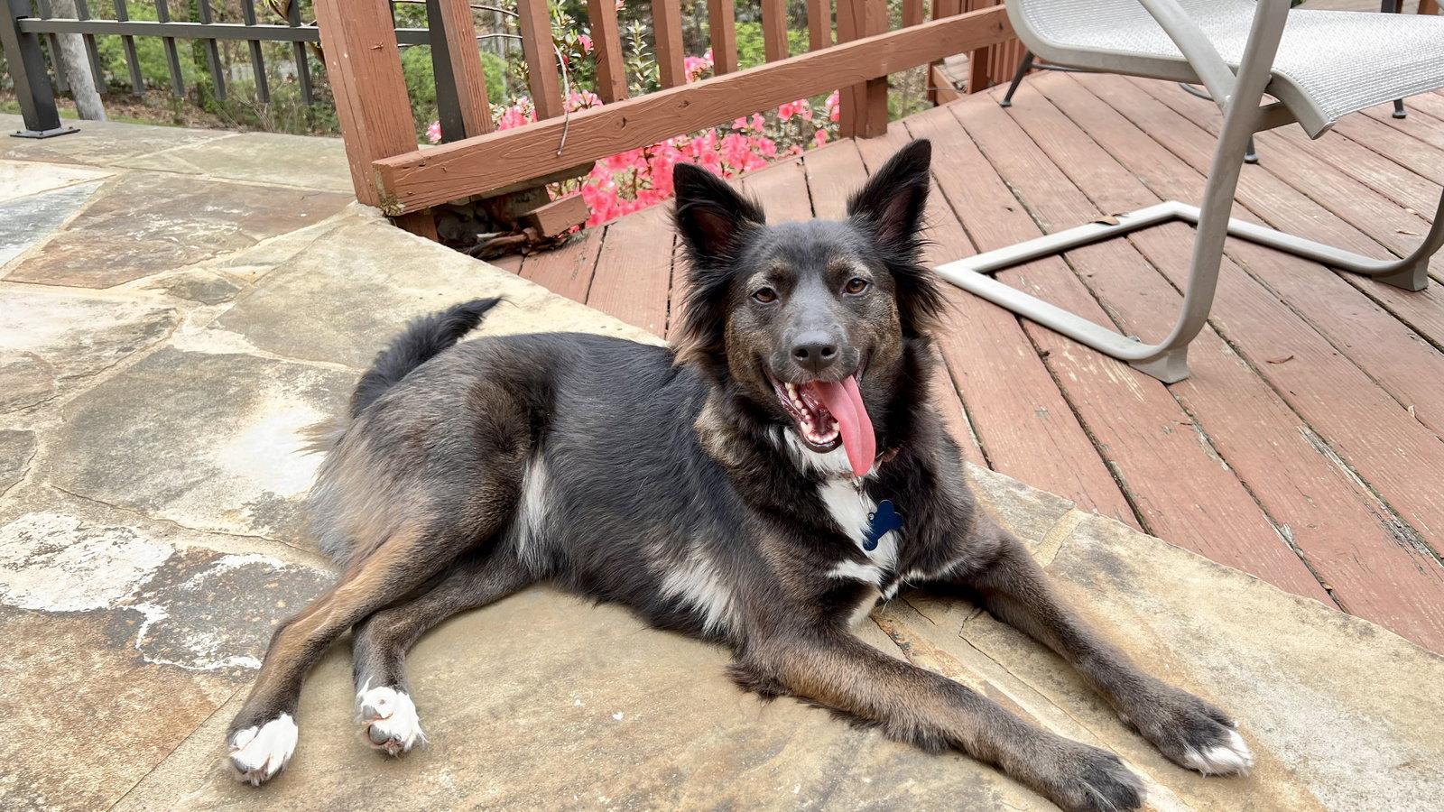 Ruby Riley, a Adopted mixed breed in Alpharetta, GA image 1/3