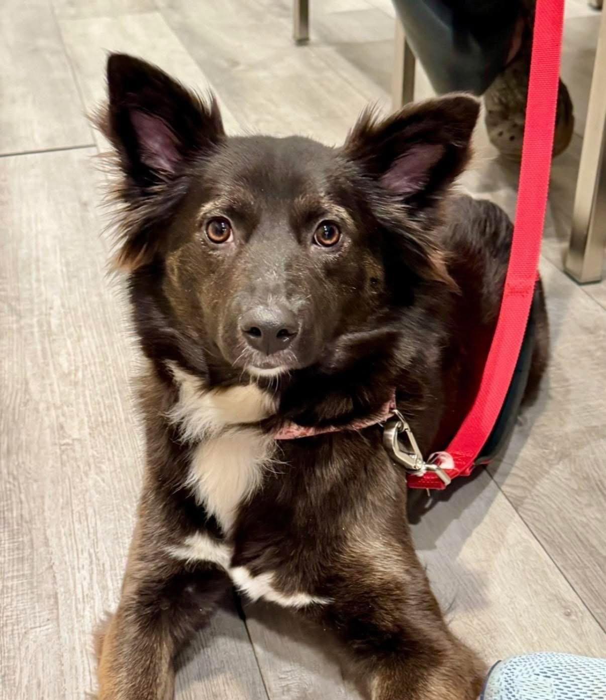 Ruby Riley, a Adopted mixed breed in Alpharetta, GA image 2/3
