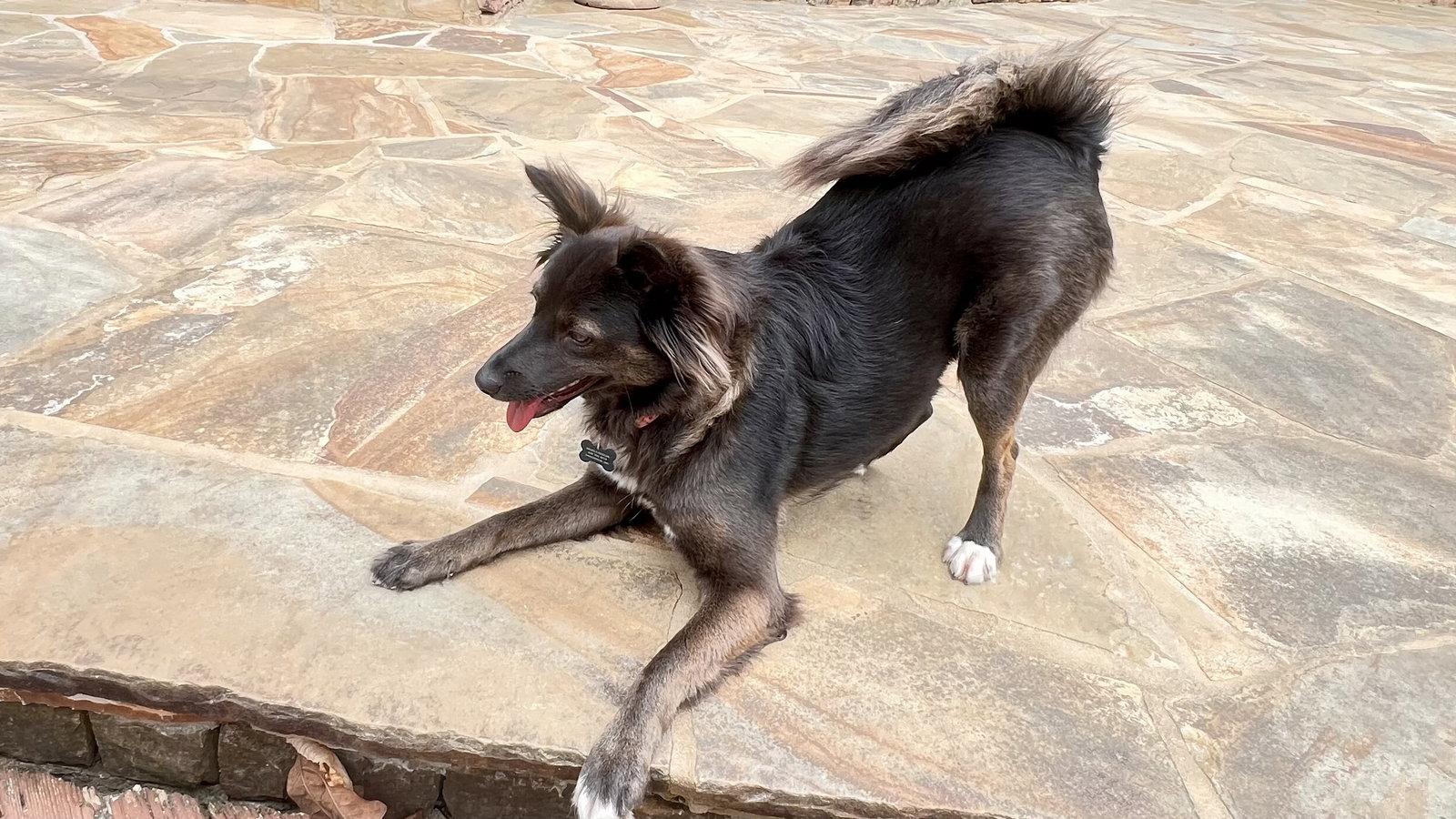 Ruby Riley, a Adopted mixed breed in Alpharetta, GA image 3/3