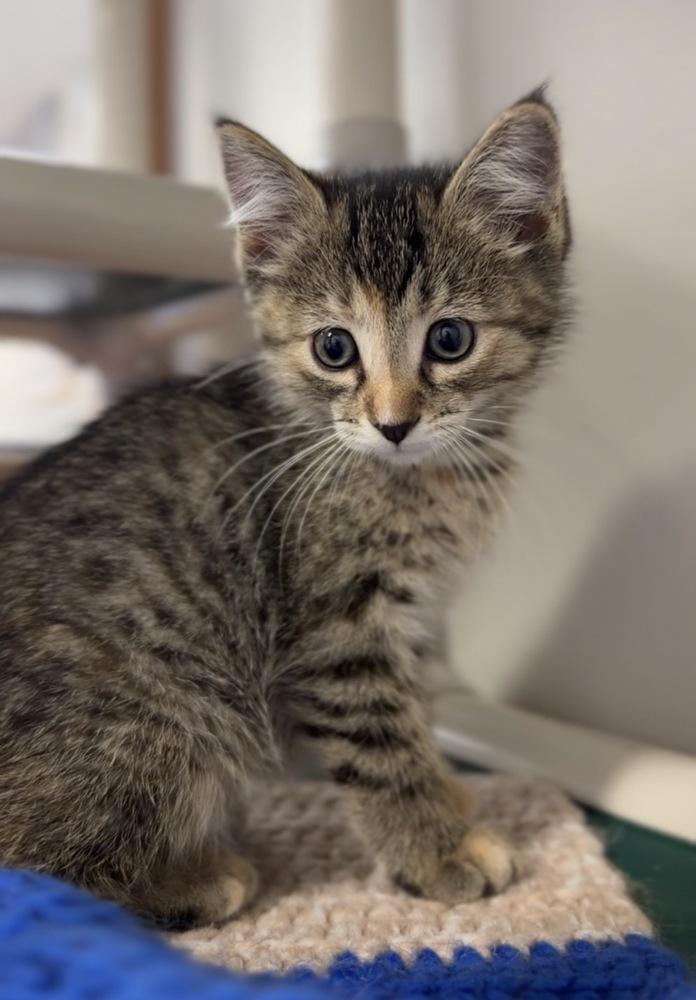 Basil, Adoptable, Kitten Female Domestic Short Hair.
