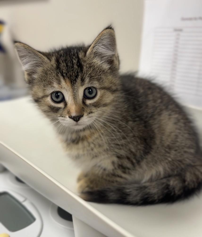 Basil, a Adoptable mixed breed in Bemidji, MN image 2/2