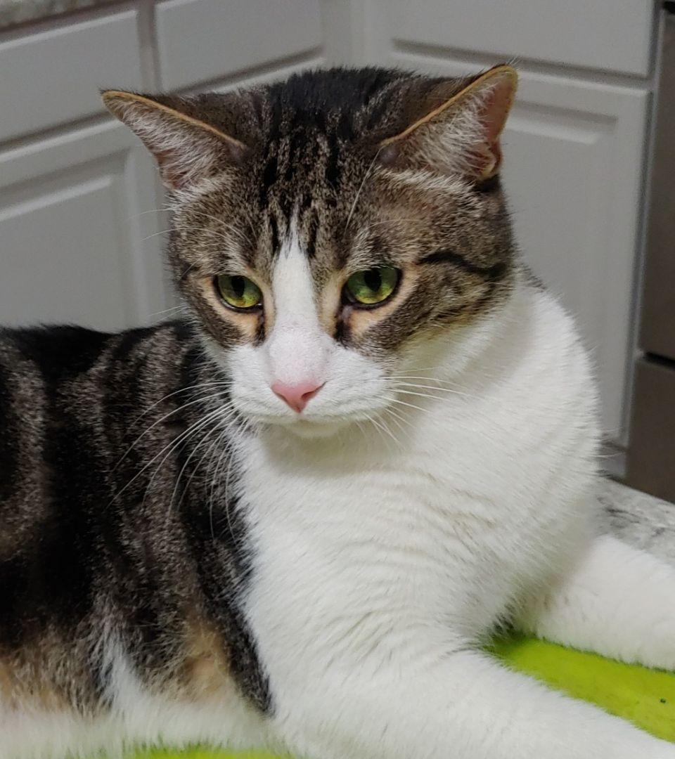 Leopold (call/text 602-628-9990 to meet Leopold), Adoptable, Adult Male Tabby.