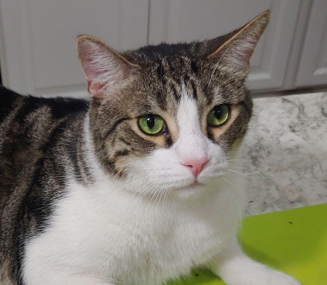 Enlarge Leopold (call/text 602-628-9990 to meet Leopold), a Adoptable Tabby in Phoenix, AZ image 2/4