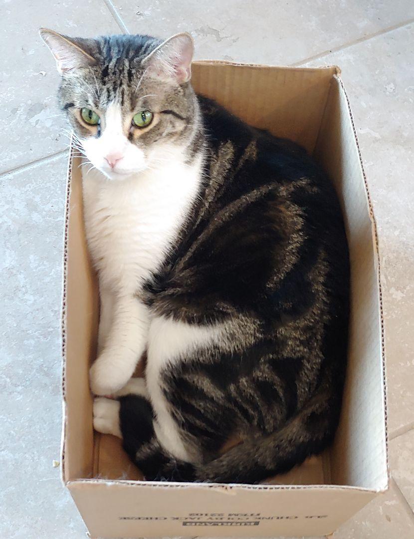 Enlarge Leopold (call/text 602-628-9990 to meet Leopold), a Adoptable Tabby in Phoenix, AZ image 4/4