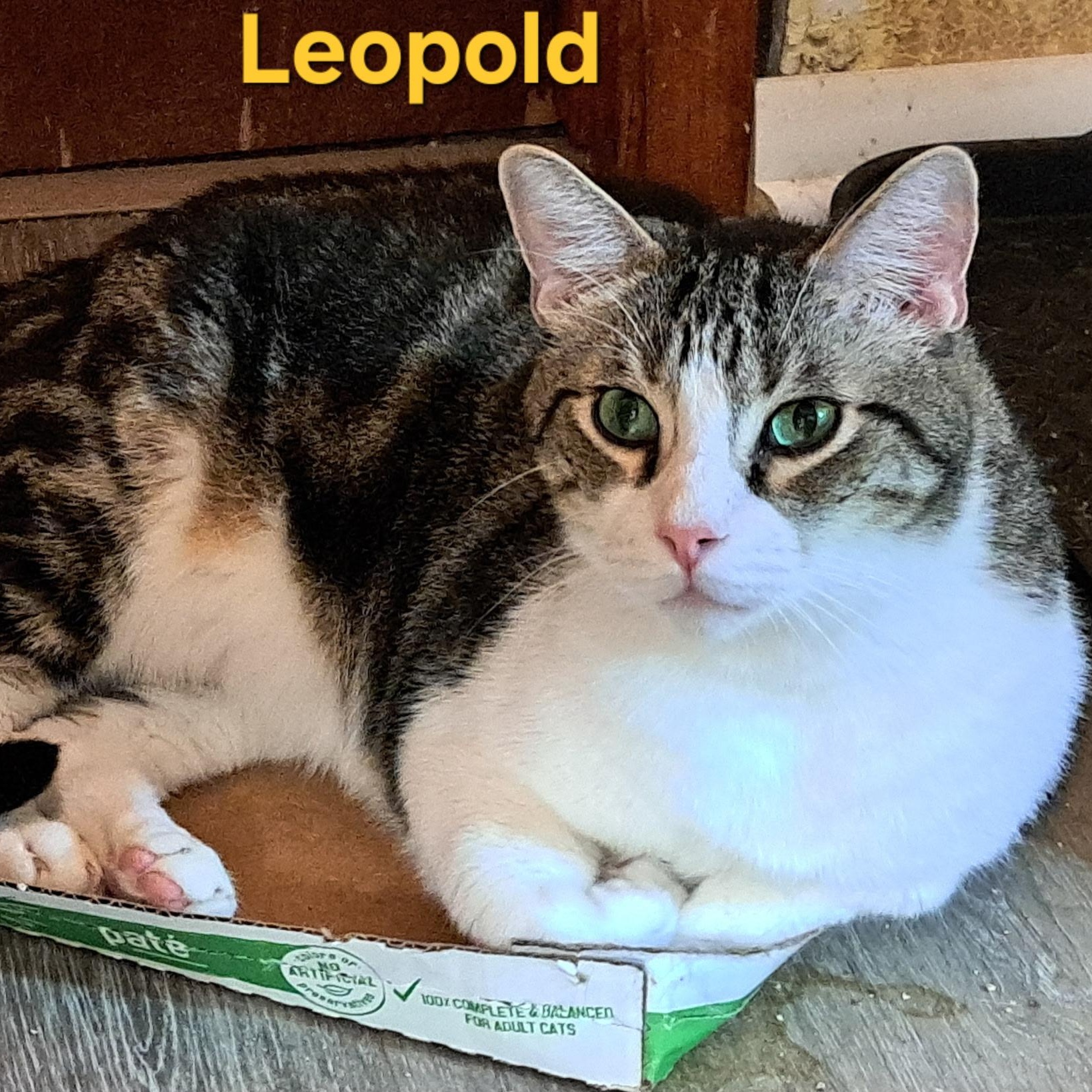 Leopold (call/text 602-628-9990 to meet Leopold), Adoptable, Adult Male Tabby.