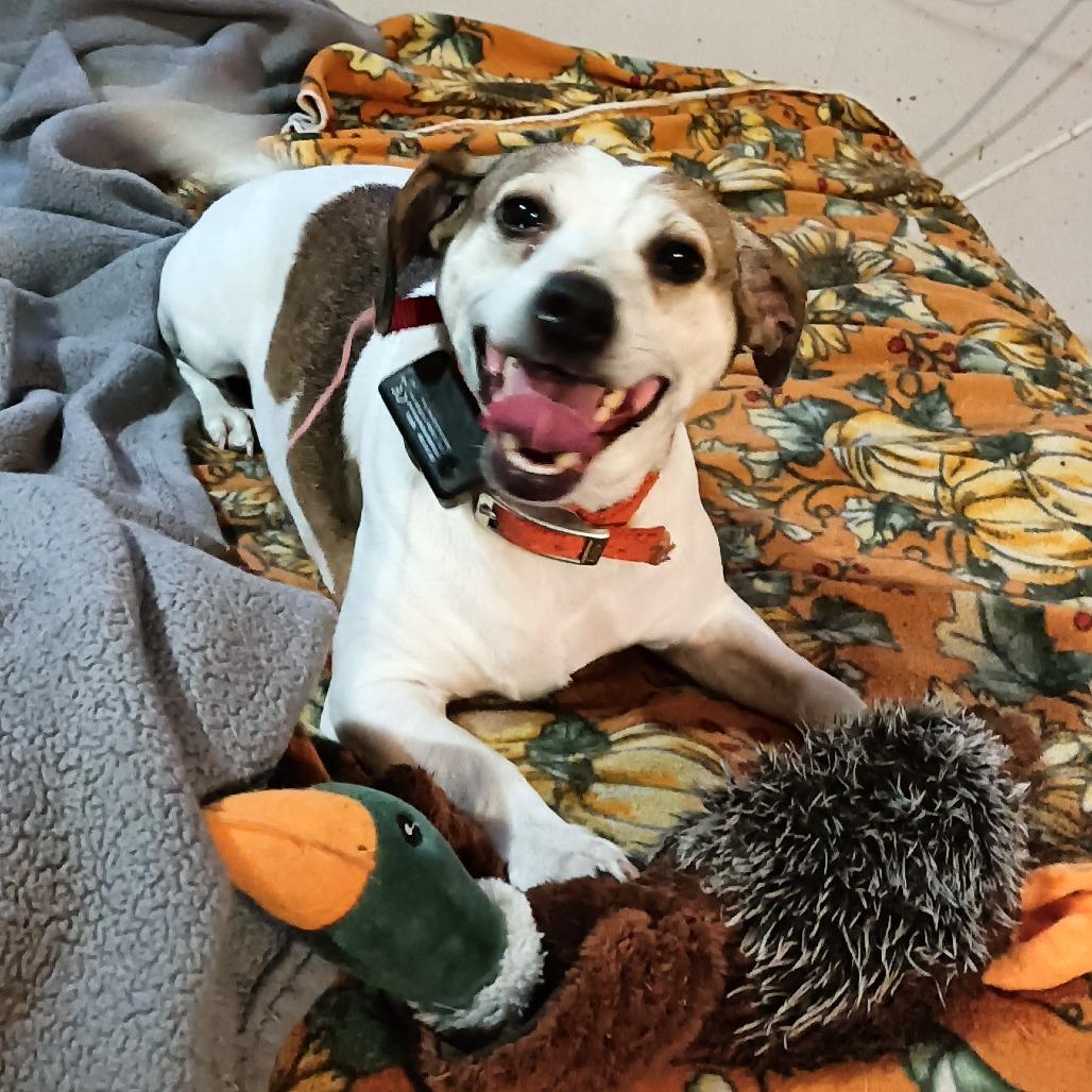 Enlarge Lucky, a Adoptable mixed breed in Farmington, MN image 1/1