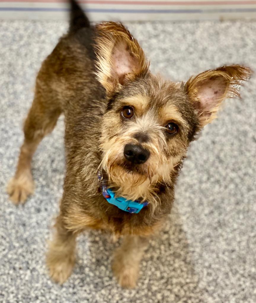 Enlarge Spike, a Adoptable mixed breed in Urbandale, IA image 1/3