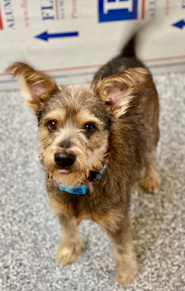 Enlarge Spike, a Adoptable mixed breed in Urbandale, IA image 2/3