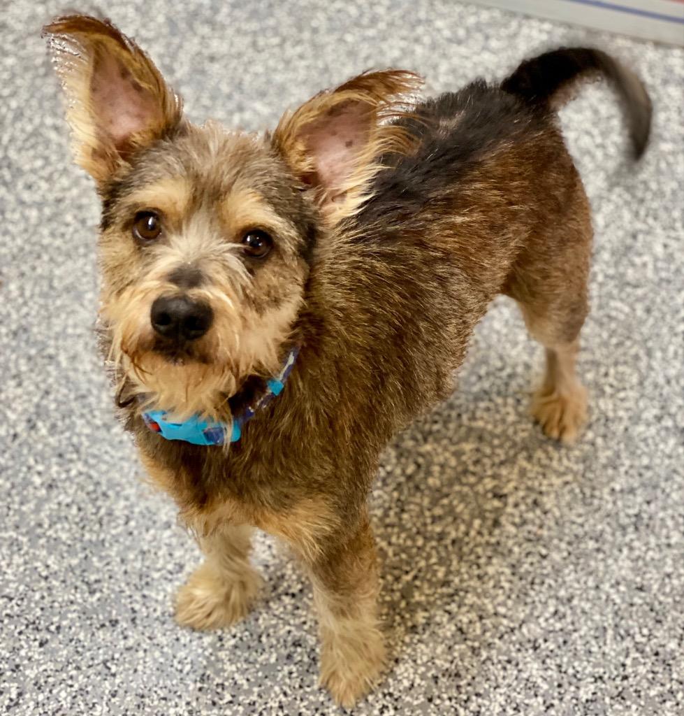 Enlarge Spike, a Adoptable mixed breed in Urbandale, IA image 3/3