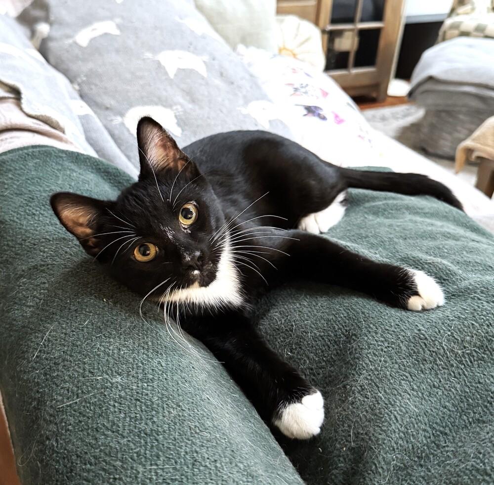 Enlarge Gomez, a Adoptable Domestic Short Hair in Mooresville, NC image 1/5