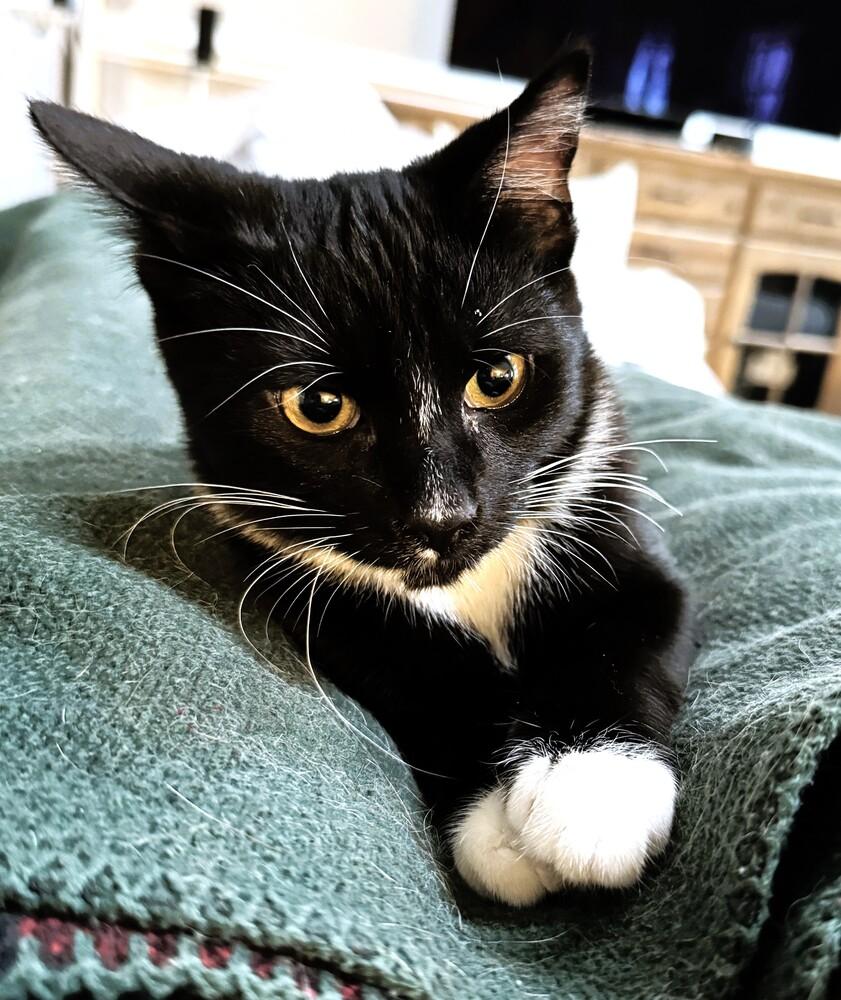 Enlarge Gomez, a Adoptable Domestic Short Hair in Mooresville, NC image 2/5